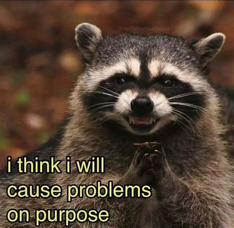 are you a raccoon meme|unhinged raccoon memes.